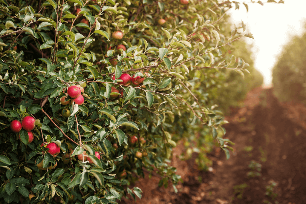 apple-farm