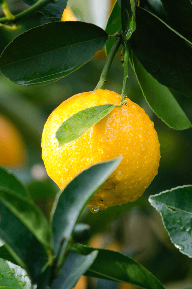 lemon-featured-image