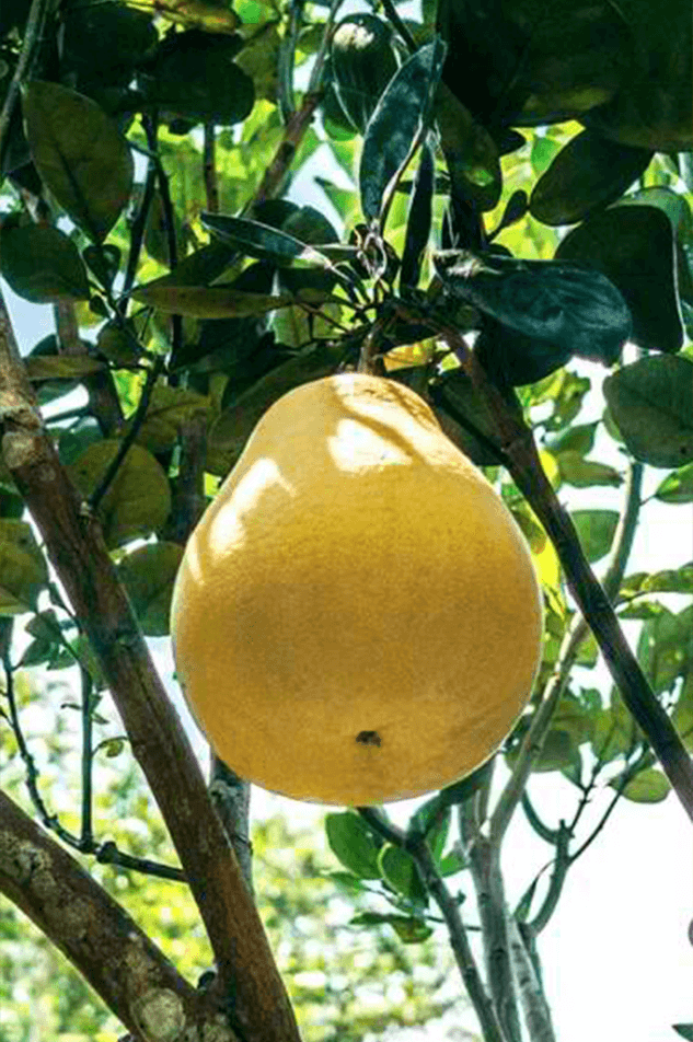 pomelo-featured-image