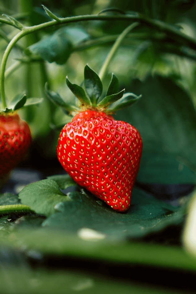 strawberry-featured-image