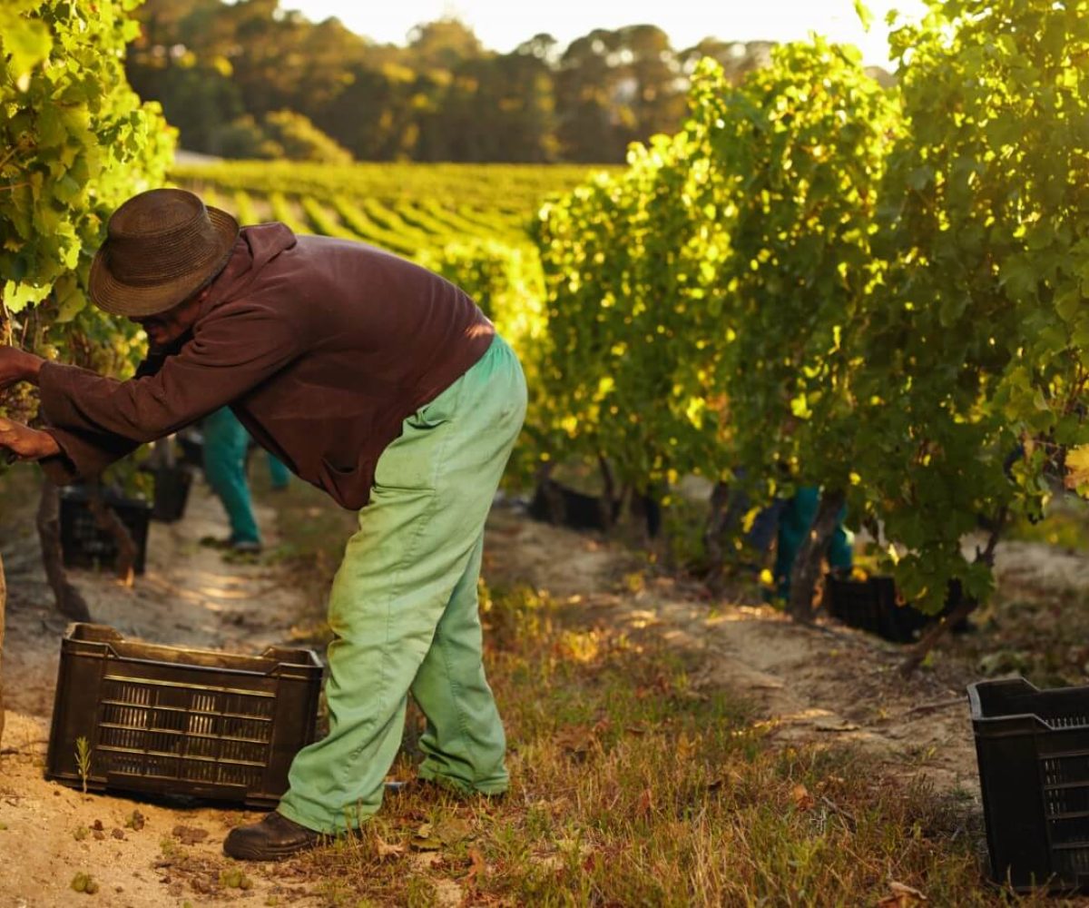 harvesting-farmers